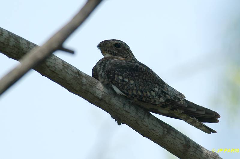 Chordeiles acutipennis
